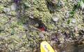 Sea anemones and sea stars in the intertidal