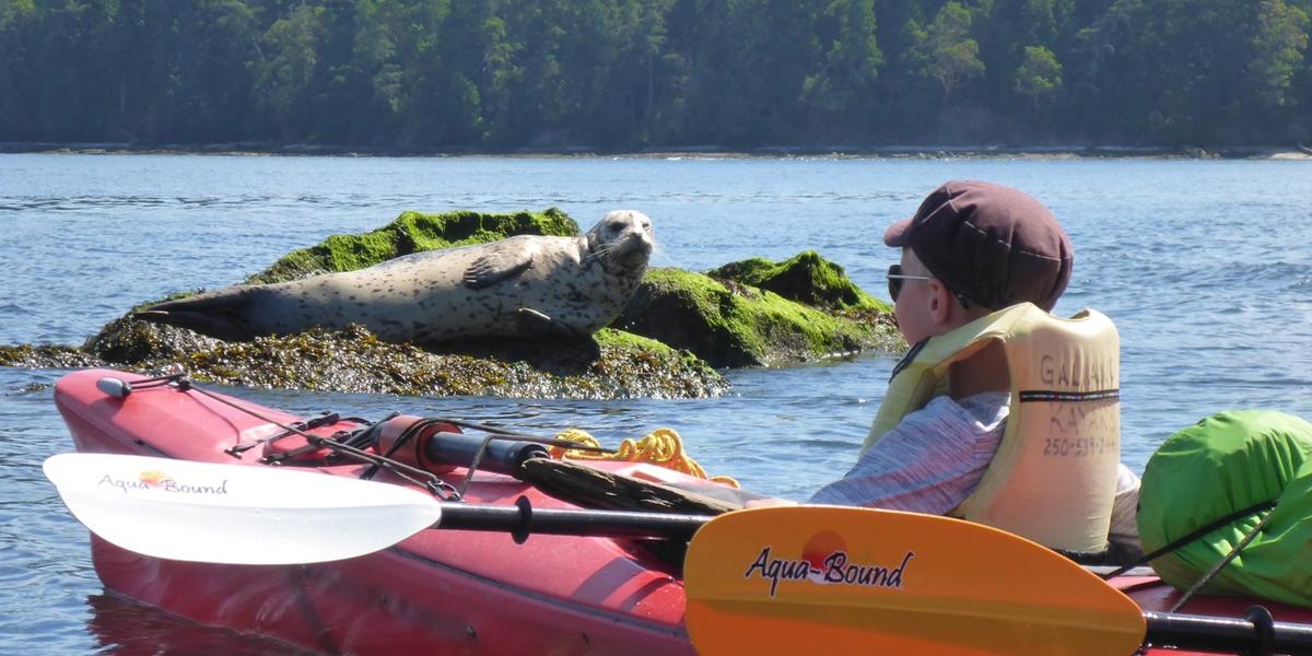 A young kayaker and a seal have a close encounter